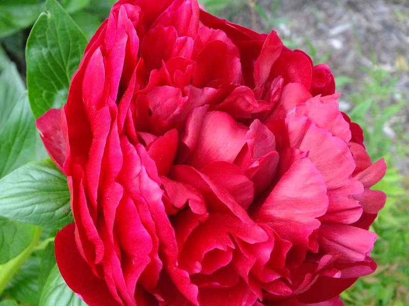 peony14 (10)